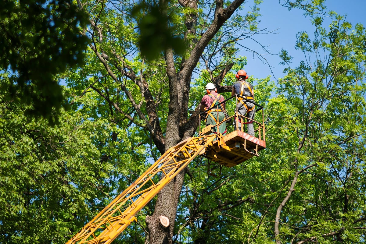 Worker sawing a tree branch