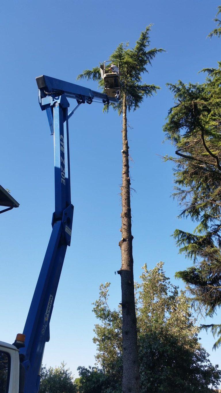 Blue hydraulic lift truck with extended boom positioned next to tall evergreen tree against clear sky