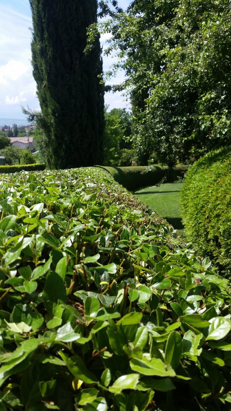 Formal garden with manicured hedges, cypress tree, and lush green lawn overlooking countryside landscape