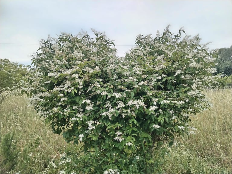 Large flowering shrub with white blossoms surrounded by tall grass in a field
