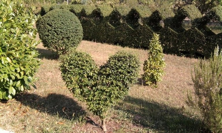 Formal garden with sculpted green hedges and topiaries including spheres and heart shapes along a gravel pathway
