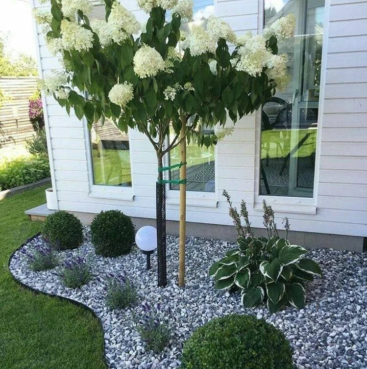Albero di ortensia panicolo in fiore bianco in giardino moderno con ghiaia grigia e bossi