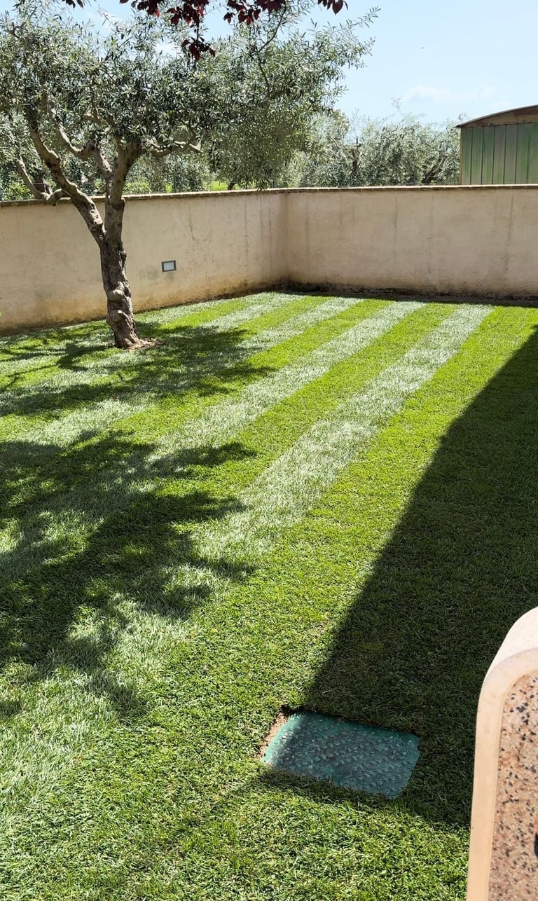 Backyard con prato rigato, muro in cemento, ulivo e struttura verde